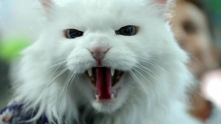 Ankara Kedisi Güzellik Yarışmasına ramak kaldı