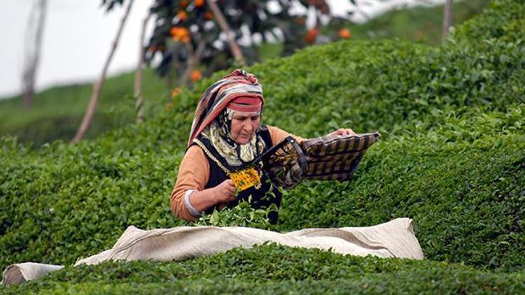 Rize, çayıyla misafirliğe geliyor