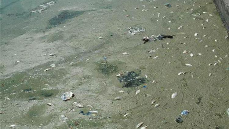 Seyhan Nehrinde balık ölümleri