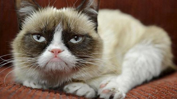 Grumpy Cat sahibine iki yılda 100 milyon dolar kazandırdı
