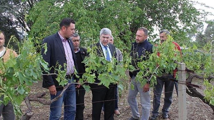 Susamdan dolunun vurduğu kiraz üreticilerine ziyaret