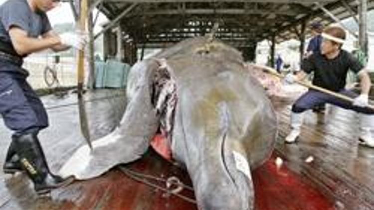 Güney Kore de bilimsel amaçla balina avlamak istiyor