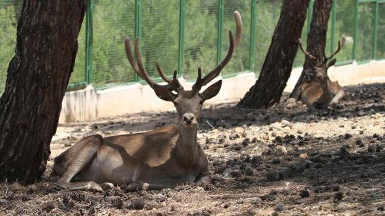 Türkiyenin ilk safari parkı