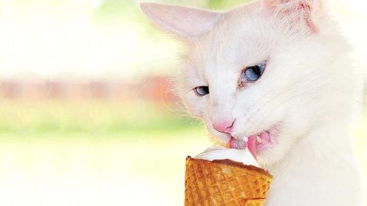 Ayılana gazoz kedilere dondurma