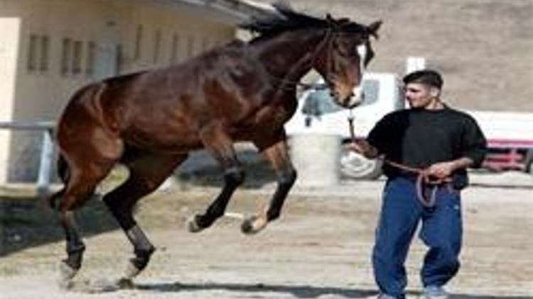 Safkan taylar satışa çıkıyor