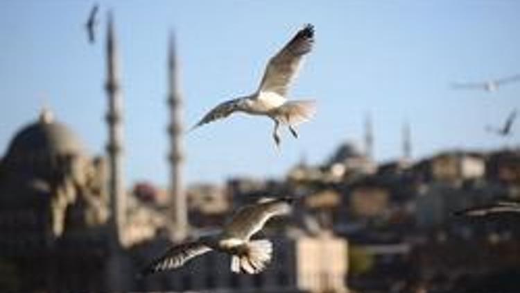 İstanbul kuşlarına halkalama merkezi
