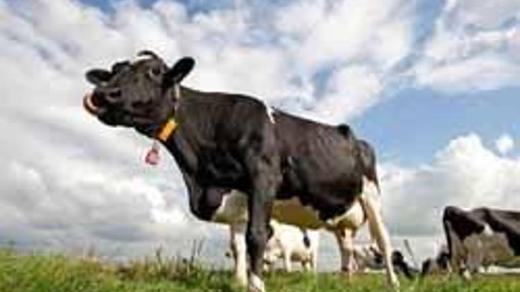 İngilizler GDOlu boynuzsuz inek üretimine başlayacak
