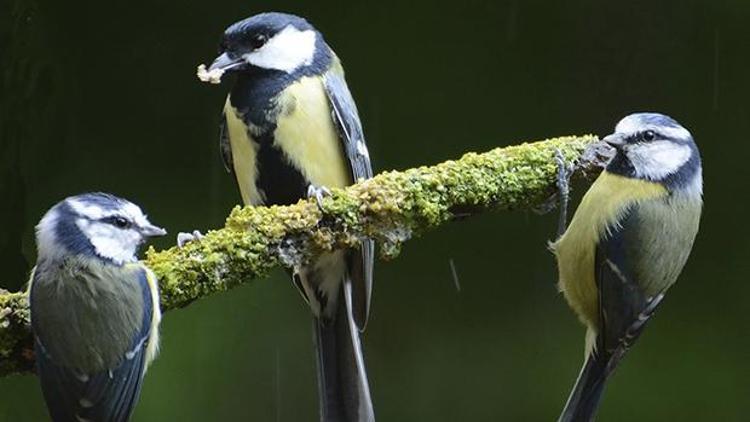 5 kuştan ayrı makam: Park gazinosu iftiharla sunar