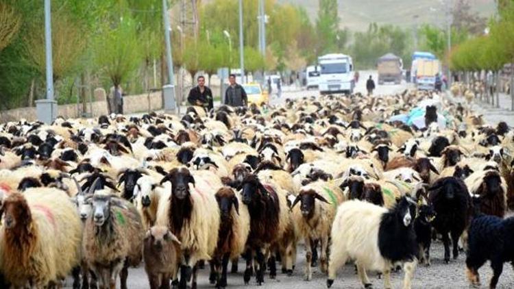 Büyükşehir yasası köylerde hayvancılığı yasaklıyor