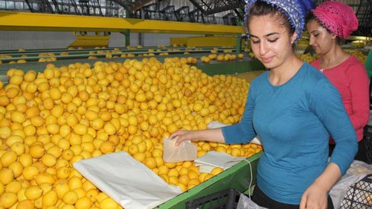 Zam şampiyonu haberleri limon üreticisini üzüyor