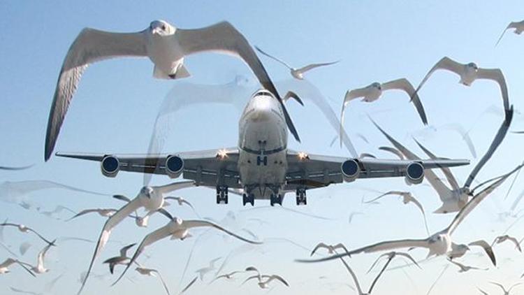 3. havalimanında kuş sistemi