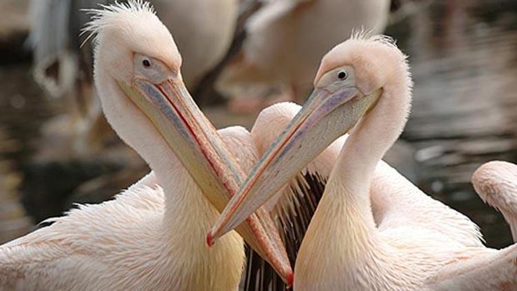 Sibirya pelikanları kışın Türkiye’ye gidiyor