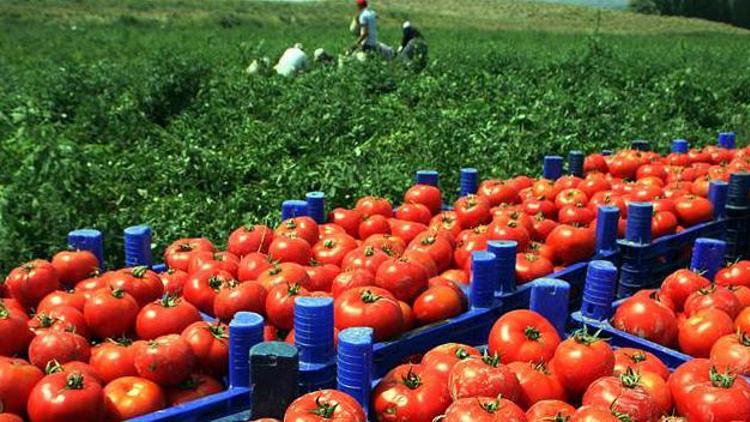Yaş meyve sebze sektörüne Rusya uyarısı