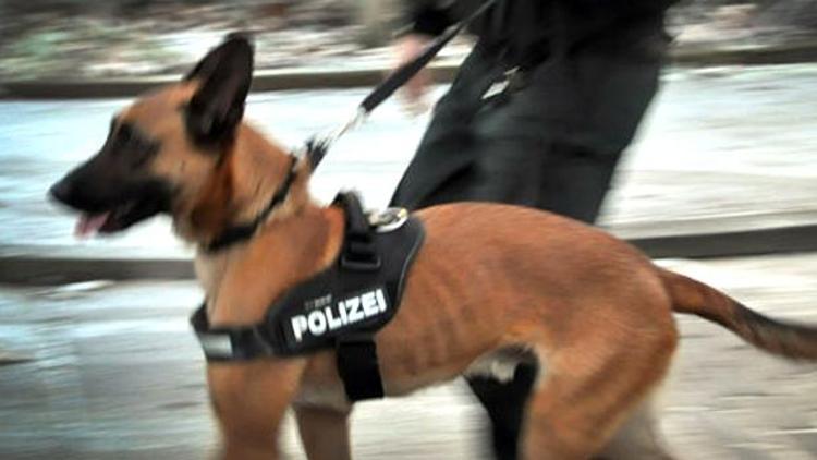 Polis köpeği; anneyi ısırdı, oğlunu yaraladı
