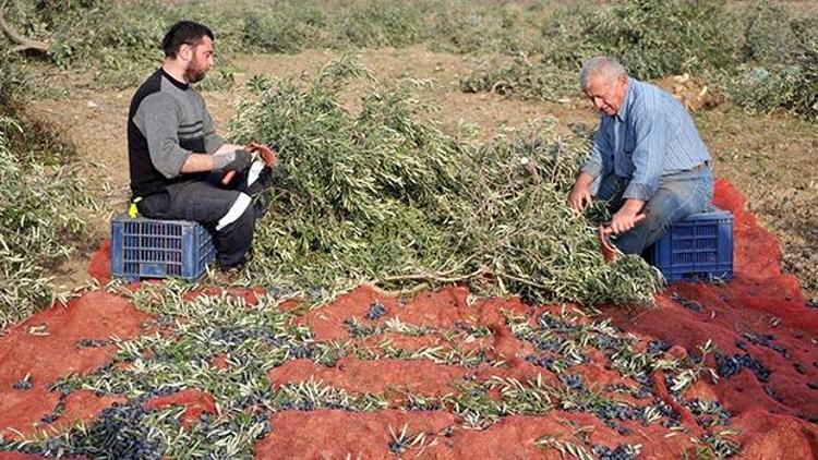 Yırca köylüleri köklenmiş zeytin ağaçlarından hasat yapmaya çalışıyor