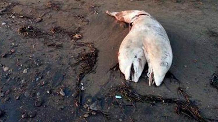 Çift başlı yunus ölüsü sahile vurdu