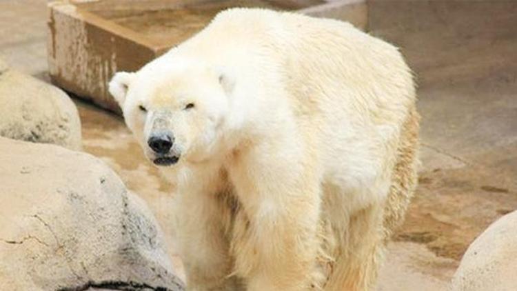Afrika’da kutup ayısı kalmadı