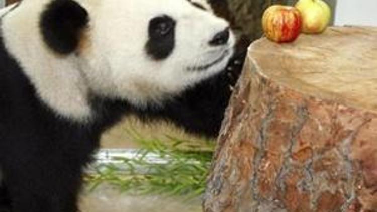 Küçük dev panda Funi rekora koşuyor