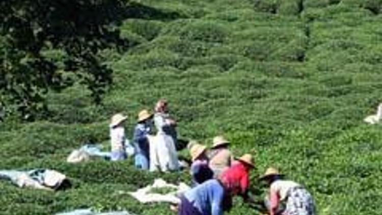 Rizede 15 ton kaçak çay ele geçirildi