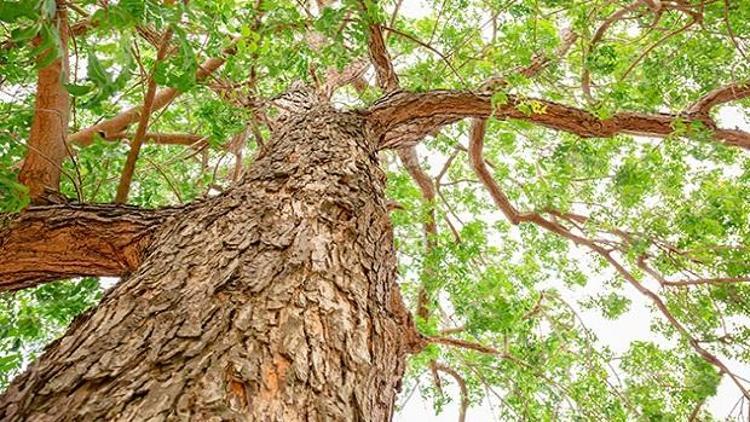 Cilt güzelliğinin binlerce yıllık sırrı: Neem Bitkisi