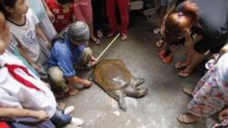 Nesli tükenmekte olan kaplumbağayı maskara etti