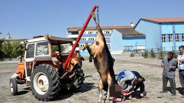 Kesilen boğa traktör vincinde taşındı