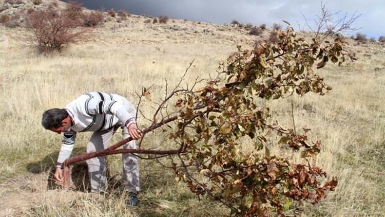 600 meyve ağacı bir gecede kesildi