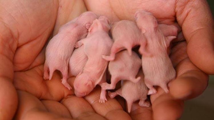 Hamsterın 13 yavrusu oldu