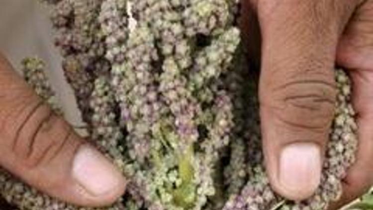 Açlığa çare olacak bitki: Quinoa