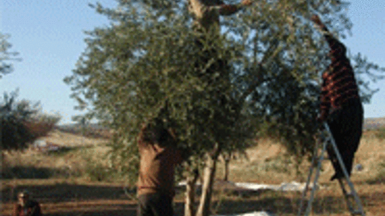 Gaziantep zeytin üretim üssü oluyor