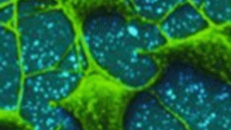 Farelerin omurilik sinirlerindeki hücreler yenilenebiliyor