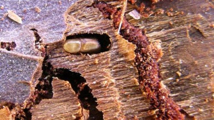 4 bin hektarlık kızılçam ormanı Akdeniz çam kabuk böceği tehdidi altında