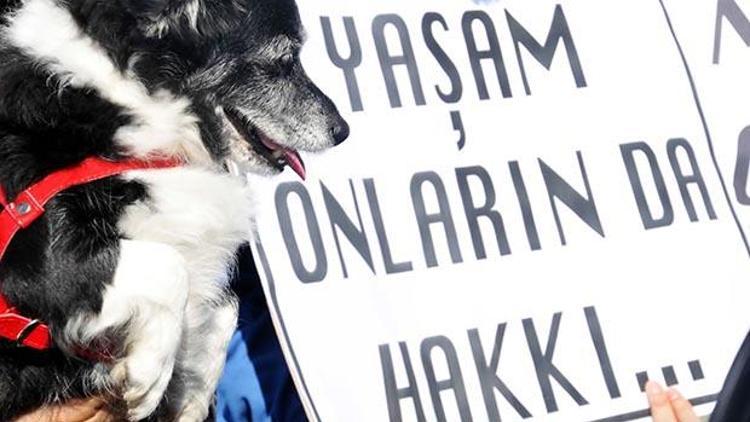 Bodrumda sokak hayvanları için protesto