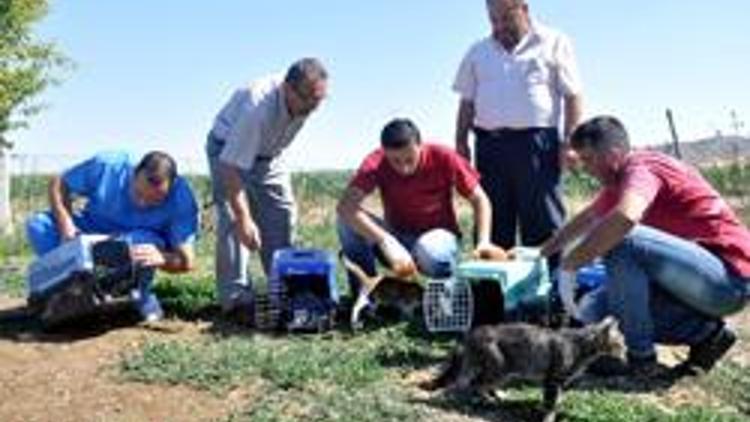 Sahipsiz kedileri Fare avcısı yaptılar