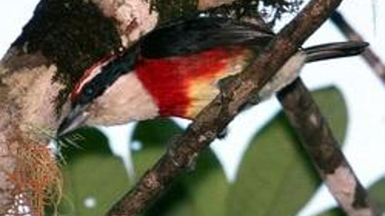 Peruda yeni bir kuş türü keşfedildi