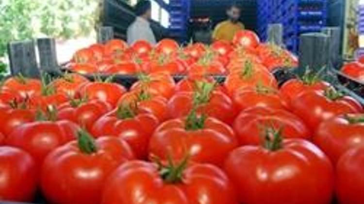 Salçalık domates üreticisinin fiyatlara döviz kuru ayarı talebi