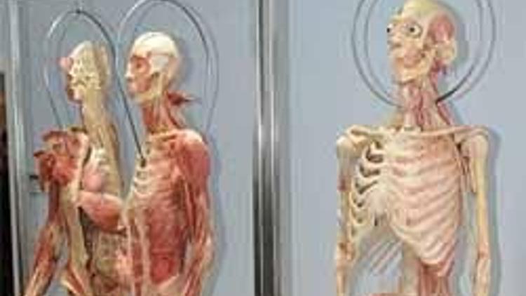 Plastinasyon kadavra öğrencilere tanıtıldı