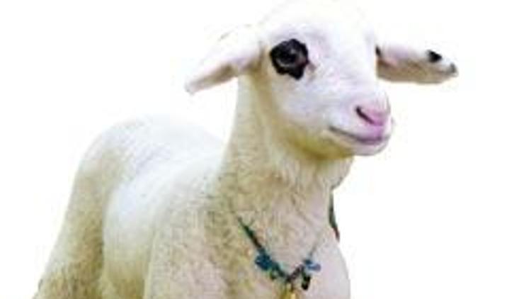 Kopya koyun Oyalı 4.5 yaşında öldü