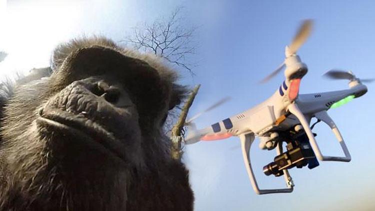 Asabi şempanze Dronea sopayla saldırdı