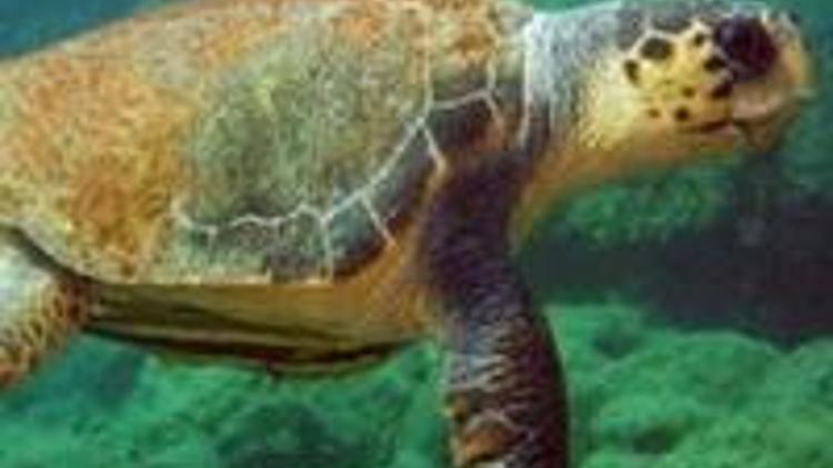 Kaplumbağaların sırrı