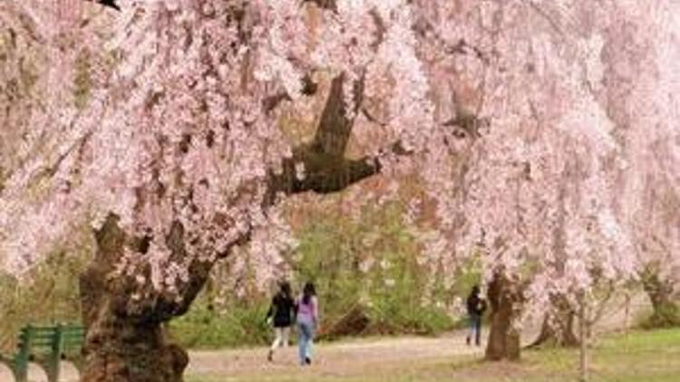 Tokyo’dan Washington’a dünya baharı sakurayla karşılıyor