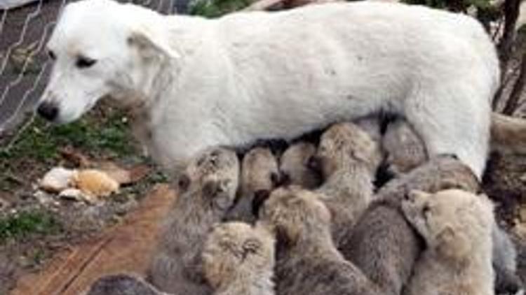 35 yavruya süt annelik yapıyor