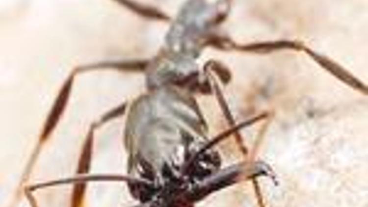 Dünyanın en hızlı çenesi karıncada