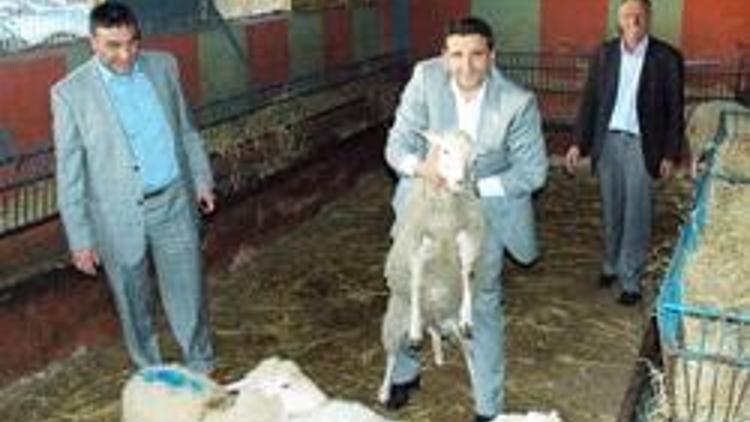 İstanbula hayvancılık sitesi kuruluyor