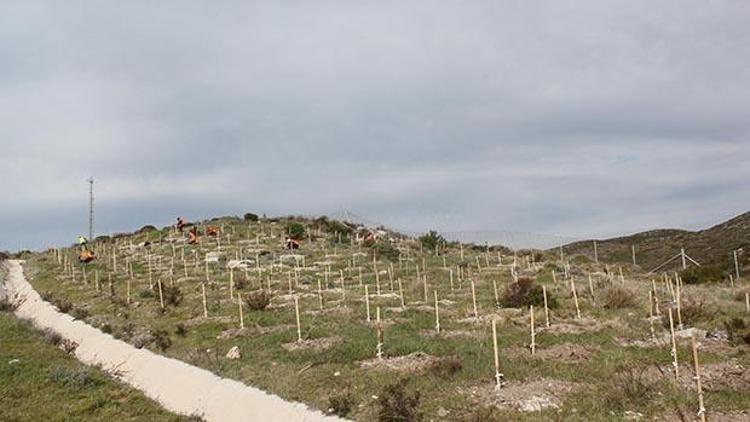 Çeşme otoyoluna 100 bin fidan