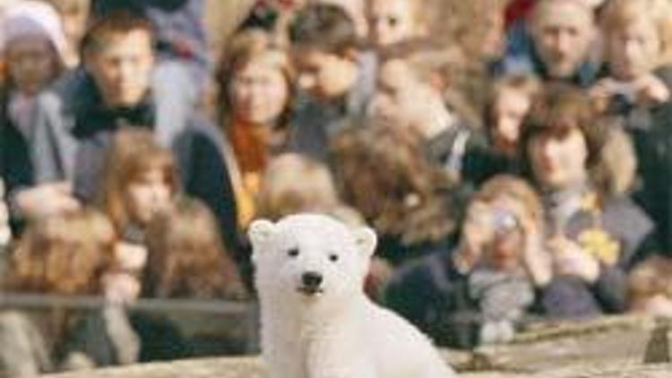 Knut’un parası yüzünden iki hayvanat bahçesi mahkemelik