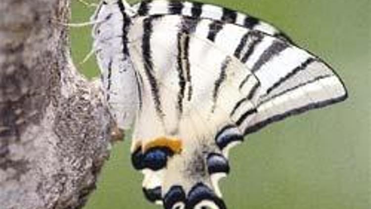 22’si endemik, 390 tür kelebeğimiz var, 9 endemik türün nesli tükeniyor