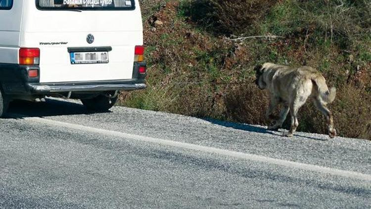 İki zavallı köpek, iki korkunç eziyet