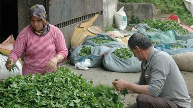 ÇAYKURdan kimyasal ilaç uyarısı