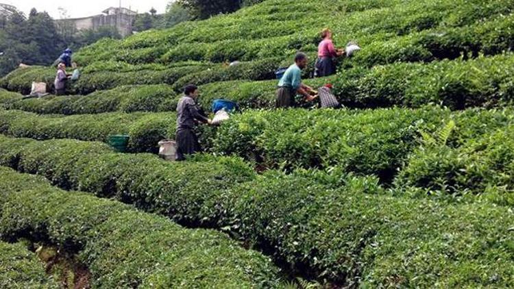 ÇAYKUR organik çay fabrikası kuracak